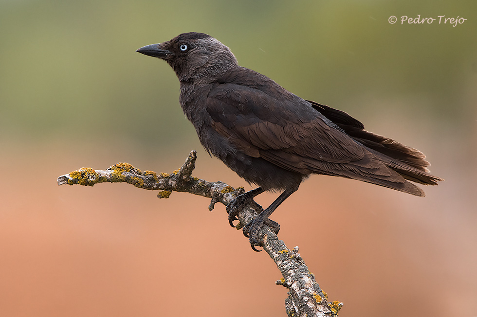 Grajilla (Corvus monedula)